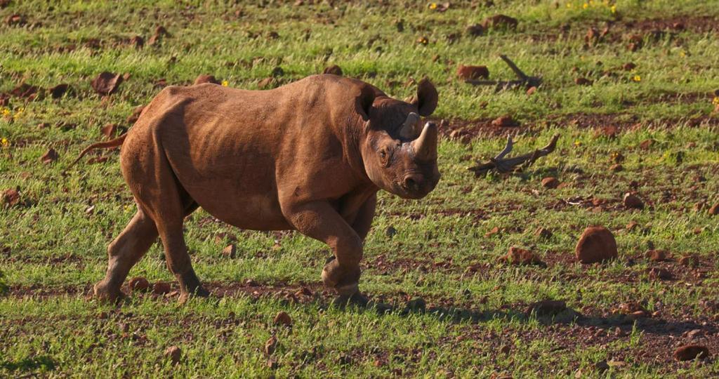 Grootberg Lodge ダマラランド エクステリア 写真