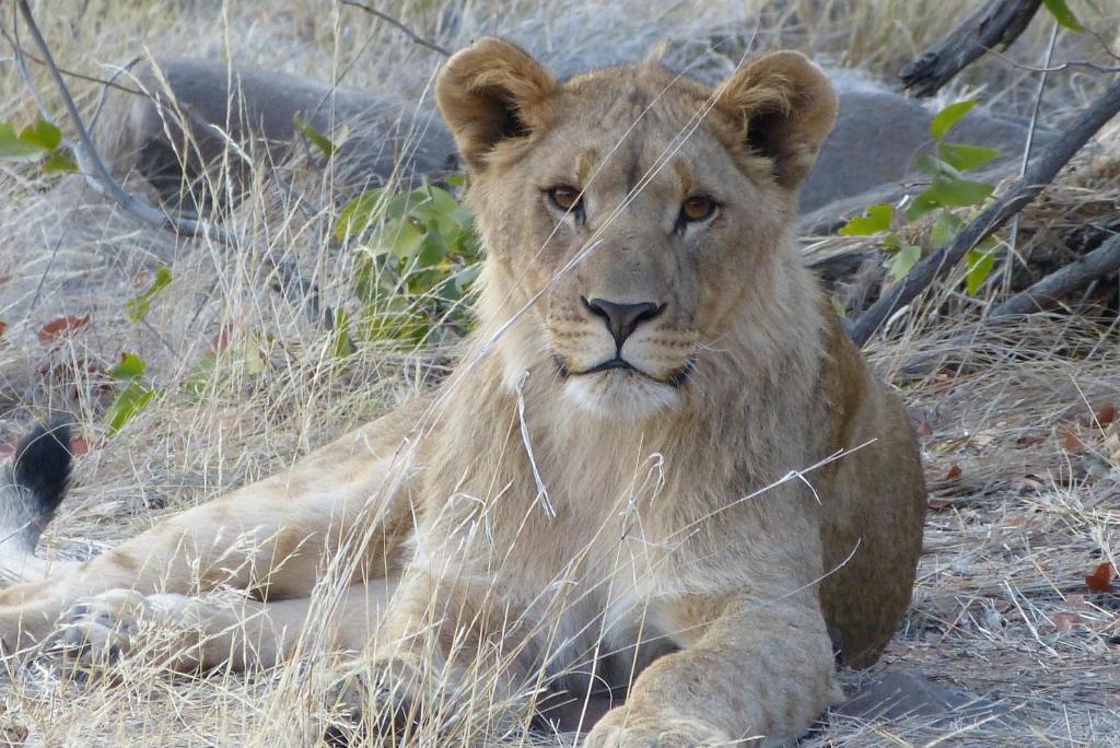 Grootberg Lodge ダマラランド エクステリア 写真
