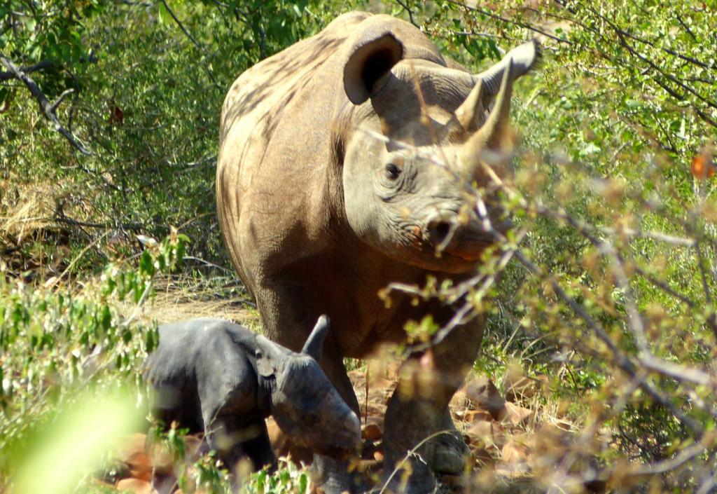 Grootberg Lodge ダマラランド エクステリア 写真