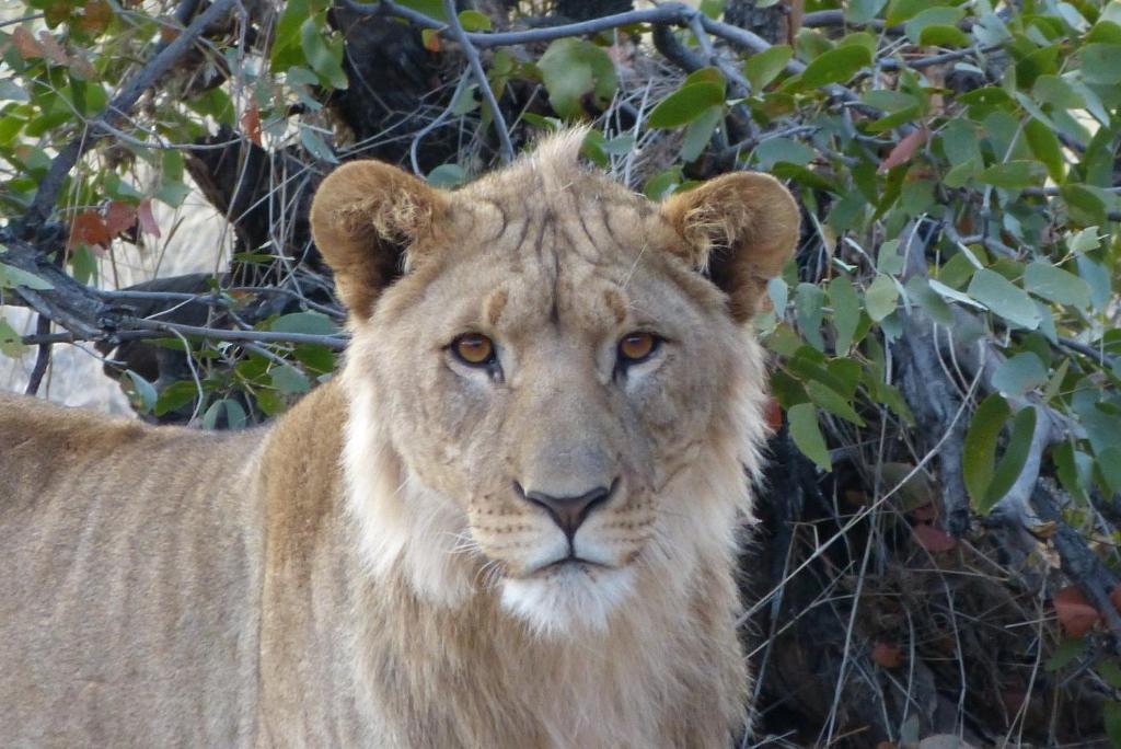 Grootberg Lodge ダマラランド エクステリア 写真