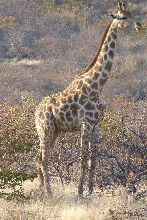 Grootberg Lodge ダマラランド エクステリア 写真