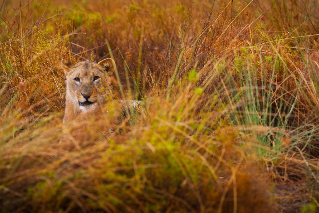 Grootberg Lodge ダマラランド エクステリア 写真